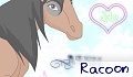 Racoon