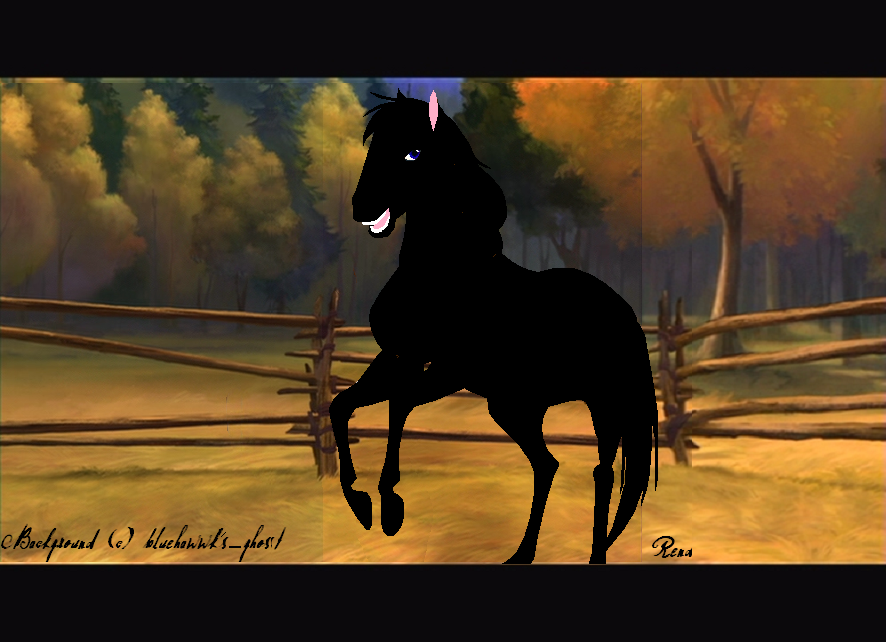 Life as an Indian horse!