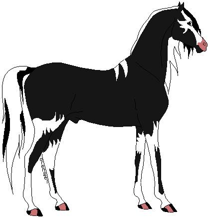 Shadi