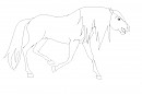 happy stallion