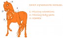 Derp syndrome horse