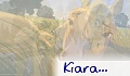 kiarao2