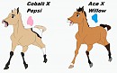 Fan Foals!!
