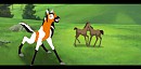 Mia as a foal