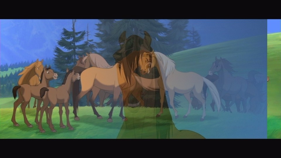 A stallion and his herd....