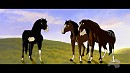 Bandof3Foals' Request