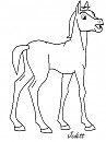 Foal render