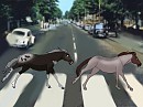 The Horses ( Beatles horse version)