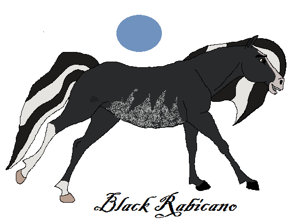 Black Rabicano Adoptable*Taken*