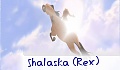 Shalaska (Rex)