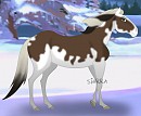 NBH Contest Prize for Wild Dreamer: Socorow