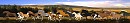 Killdeer's Herd