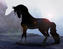 Equisona : Amitiel 
