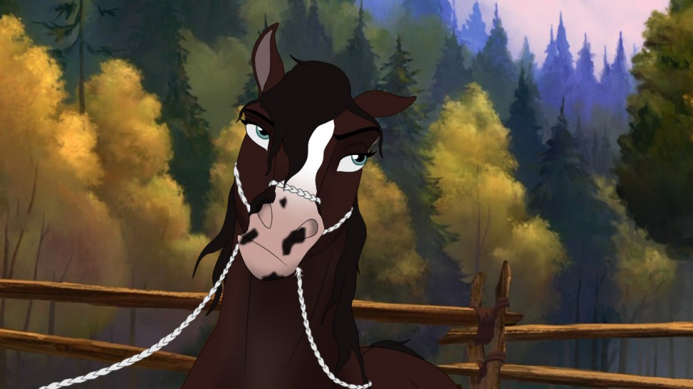 Stallion's are simply Crazy