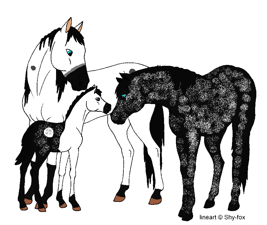 Starlight and Apolo Fan Foal :D