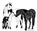 Starlight and Apolo Fan Foal :D