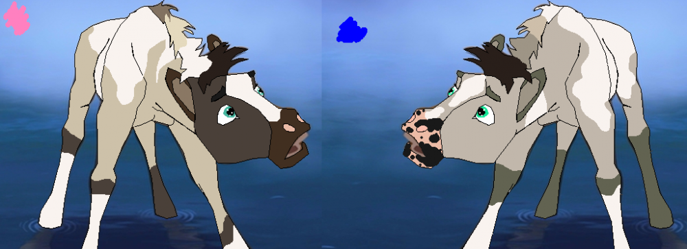 new foals