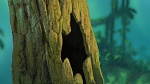 Image Tarzan 2 : L'Enfance d'un héros