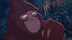 Image Tarzan 2 : L'Enfance d'un héros