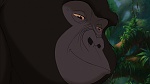 Image Tarzan