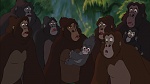 Image Tarzan