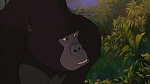Image Tarzan