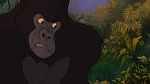 Image Tarzan