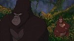 Image Tarzan