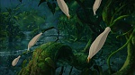 Image Tarzan