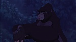 Image Tarzan