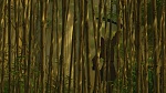 Image Tarzan