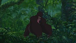 Image Tarzan