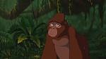Image Tarzan