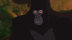Image Tarzan