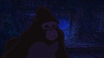 Image Tarzan