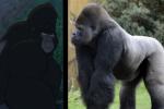 Différentes espèces apparaissant dans le film
