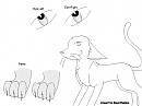 Cat Lineart