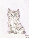 Kitten