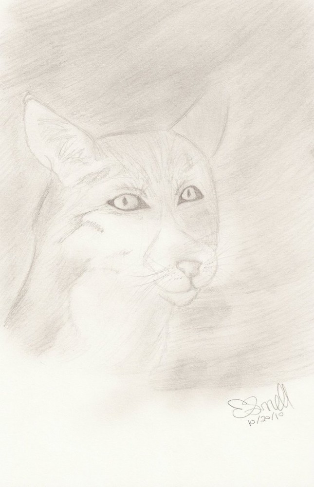 Cat of some sort