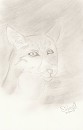 Cat of some sort