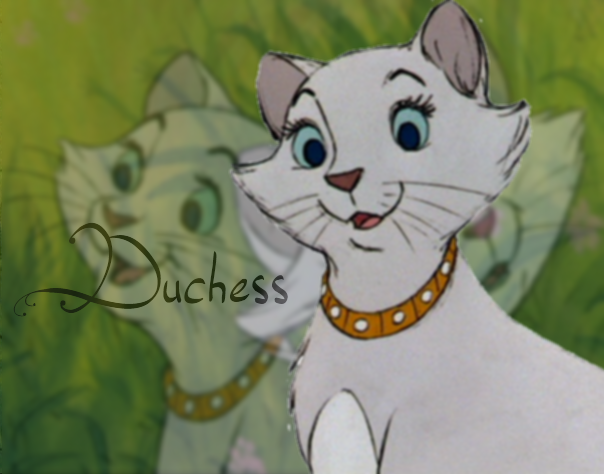 Duchess