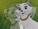 Duchess