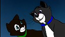 a stray cat