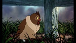 Fox and the Hound picture