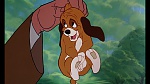 Fox and the Hound picture