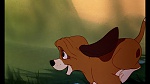 Fox and the Hound picture