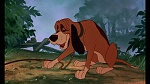 Fox and the Hound picture