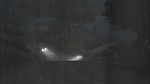 Image Fox and the Hound 2
