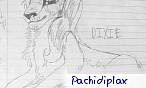 pachidiplax