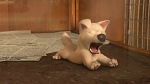 Volt Star Malgré Lui picture